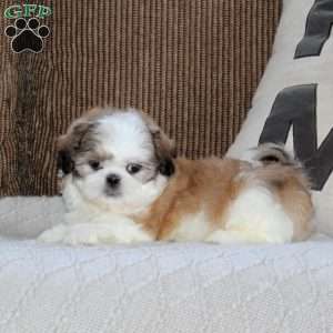 Amigo, Shih Tzu Puppy